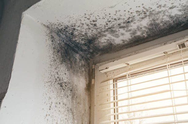 Affordable Mold Remediation solutions in Rose Hill, VA