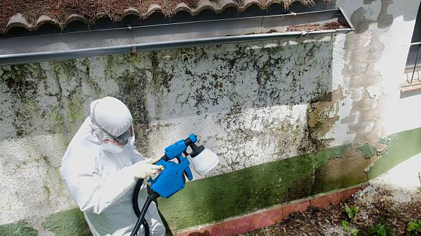 Top rated local Mold Remediation specialists in Rose Hill, VA